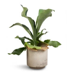 Novi Plant Pot - Grey Washed 12 Novi Plant Pot - Grey Washed -Indoor Plant Store Platycerium Bifurcatum Common Staghorn Fern 12x40cm Novi Plant Pot Grey Washed 15x13.5cm d1acab64 28ab 4fe9 bc85 8a192ddea653