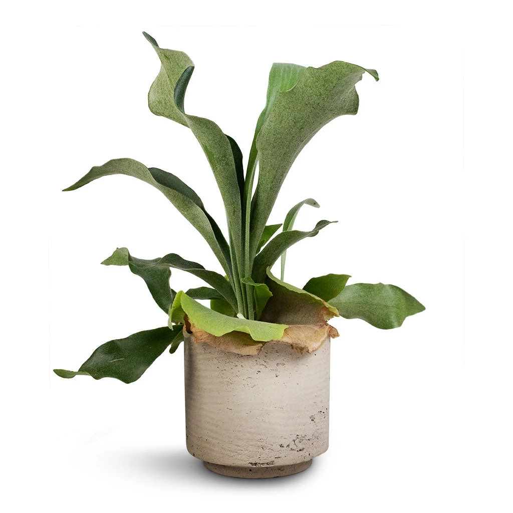 Novi Plant Pot - Grey Washed 4 Novi Plant Pot - Grey Washed - Image 4