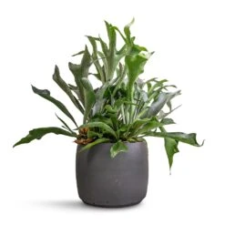 Mini Valerie Plant Pot - Black Washed 15 Mini Valerie Plant Pot - Black Washed -Indoor Plant Store Platycerium bifurcatum Common Staghorn Fern 26x60cm Mini Valerie Plant Pot Black Washed 36x28cm 71483ff2 50cd 470a 8b60 e34bb15bdf7e