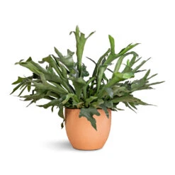 Terracotta Plant Pot -Indoor Plant Store Platycerium bifurcatum Common Staghorn Fern 28x60cm Terracotta Plant Pot 38x33cm 2