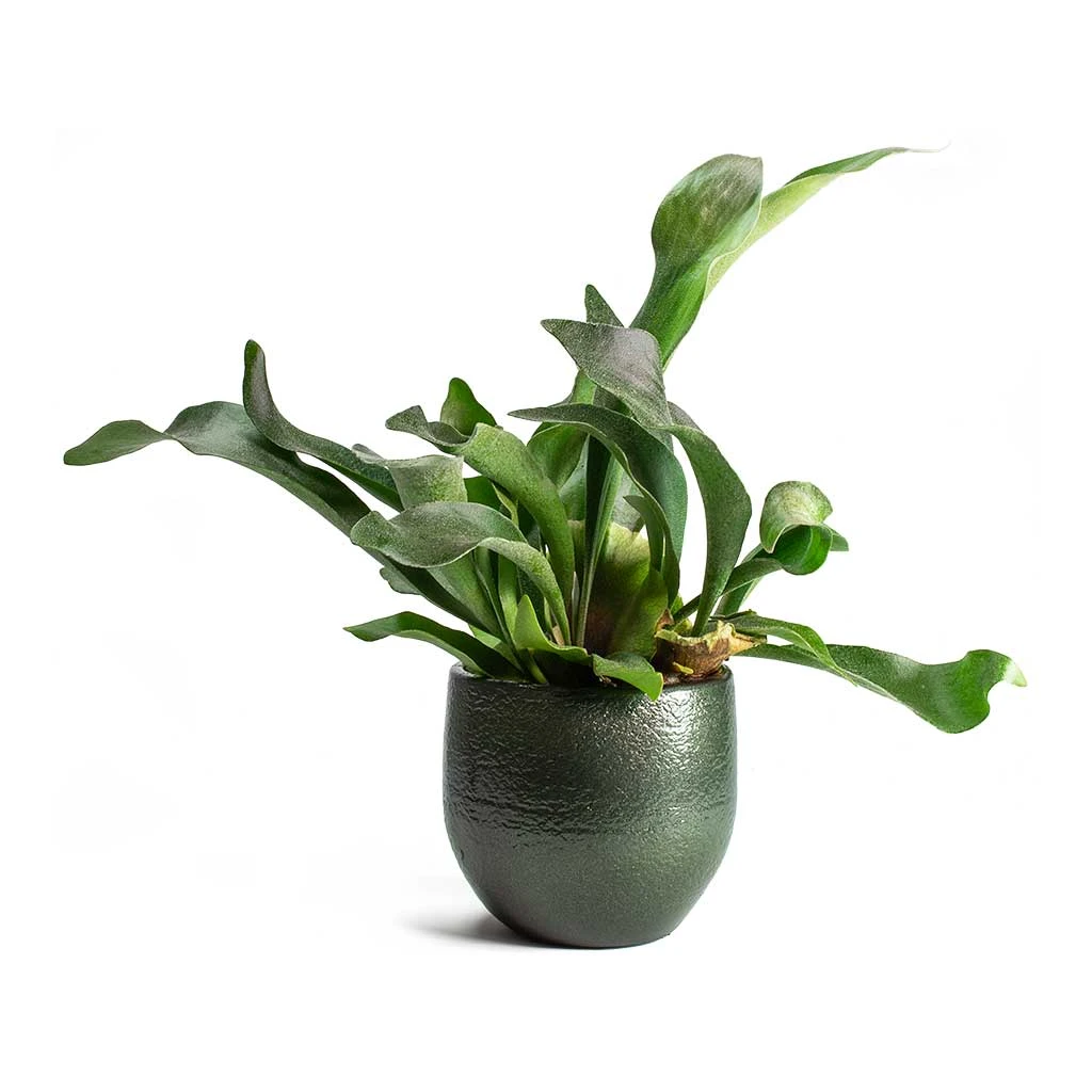 Zembla Plant Pot - Green 20 Zembla Plant Pot - Green - Image 20