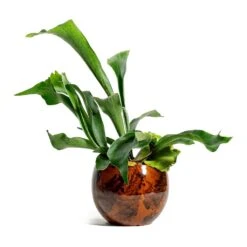 Kae Plant Pot - Cayenne -Indoor Plant Store Platycerium bifurcatum Common Staghorn Fern kae cayenne plant pot a7b53727 2243 41b6 ba62 03d2e69207bd