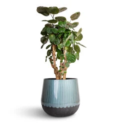 Ninthe Metal Plant Pot - Metallic Petrol -Indoor Plant Store Polyscias Fabian Aralia Fabian 24x70cm Ninthe Metal Plant Pot Metallic Petrol 36x31cm 7089797b 9768 4dd7 8e43 0d43afab0e3a