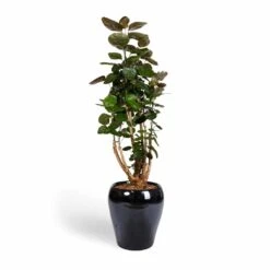 Amora Plant Pot - Anthracite Mirror 14 Amora Plant Pot - Anthracite Mirror -Indoor Plant Store Polyscias Fabian Aralia Fabian 24x80cm Amora Plant Pot Anthracite Mirror 32x32cm d104f55d d24a 4113 b257 cab4f18fc4c7