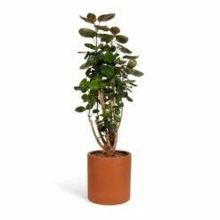 Max Refined Planter - Canyon Orange 12 Max Refined Planter - Canyon Orange -Indoor Plant Store Polyscias Fabian Aralia Fabian 24x80cm Max Refined Planter Canyon Orange 29x29.5cm 507b6ae3 0ced 42aa 8d2e f430ff64ff20