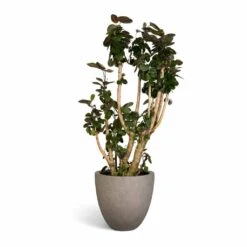 Grigio Egg Pot Planter - Natural Concrete -Indoor Plant Store Polyscias Fabian Aralia Fabian 30x140cm Grigio Egg Pot Planter Natural Concrete 40x36cm 3e1984ba cea8 41c2 bb90 5d2565a22a5b