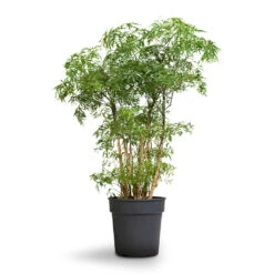 Polyscias Ming - Aralia Ming 24 Polyscias Ming - Aralia Ming -Indoor Plant Store Polyscias Ming Aralia Ming 19x60cm
