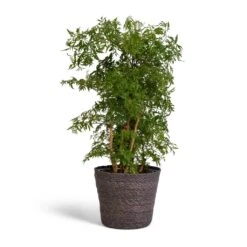 Polyscias Ming - Aralia Ming 17 Polyscias Ming - Aralia Ming -Indoor Plant Store Polyscias Ming Aralia Ming 19x60cm Igmar Plant Basket Grey 22x19cm