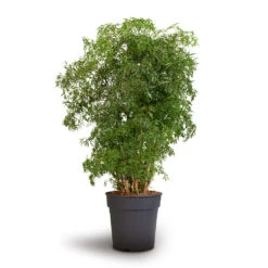Polyscias Ming - Aralia Ming 21 Polyscias Ming - Aralia Ming -Indoor Plant Store Polyscias Ming Aralia Ming 24x80cm