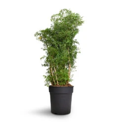 Polyscias Ming - Aralia Ming 23 Polyscias Ming - Aralia Ming -Indoor Plant Store Polyscias Ming Aralia Ming 24x80cm 2