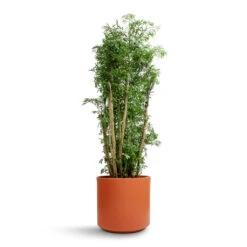 Polyscias Ming - Aralia Ming 27 Polyscias Ming - Aralia Ming -Indoor Plant Store Polyscias Ming Aralia Ming 27x110cm Prague Plant Pot Cayenne 28x24cm 837d3368 c294 4074 9145 8949759934e8