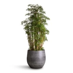 Polyscias Ming - Aralia Ming 20 Polyscias Ming - Aralia Ming -Indoor Plant Store Polyscias Ming Aralia Ming 27x90 Esra Plant Pot Mystic Grey 36x32cm