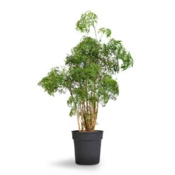 Polyscias Ming - Aralia Ming 19 Polyscias Ming - Aralia Ming -Indoor Plant Store Polyscias Ming Aralia Ming 27x90cm