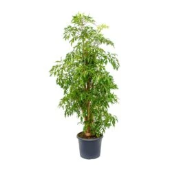 Polyscias Ming - Aralia Ming 26 Polyscias Ming - Aralia Ming -Indoor Plant Store Polyscias Ming Aralia Ming 29x130cm
