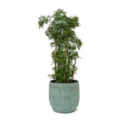 Polyscias Ming - Aralia Ming 28 Polyscias Ming - Aralia Ming -Indoor Plant Store Polyscias Ming Aralia Ming Evi Plant Pot Antique Bronze
