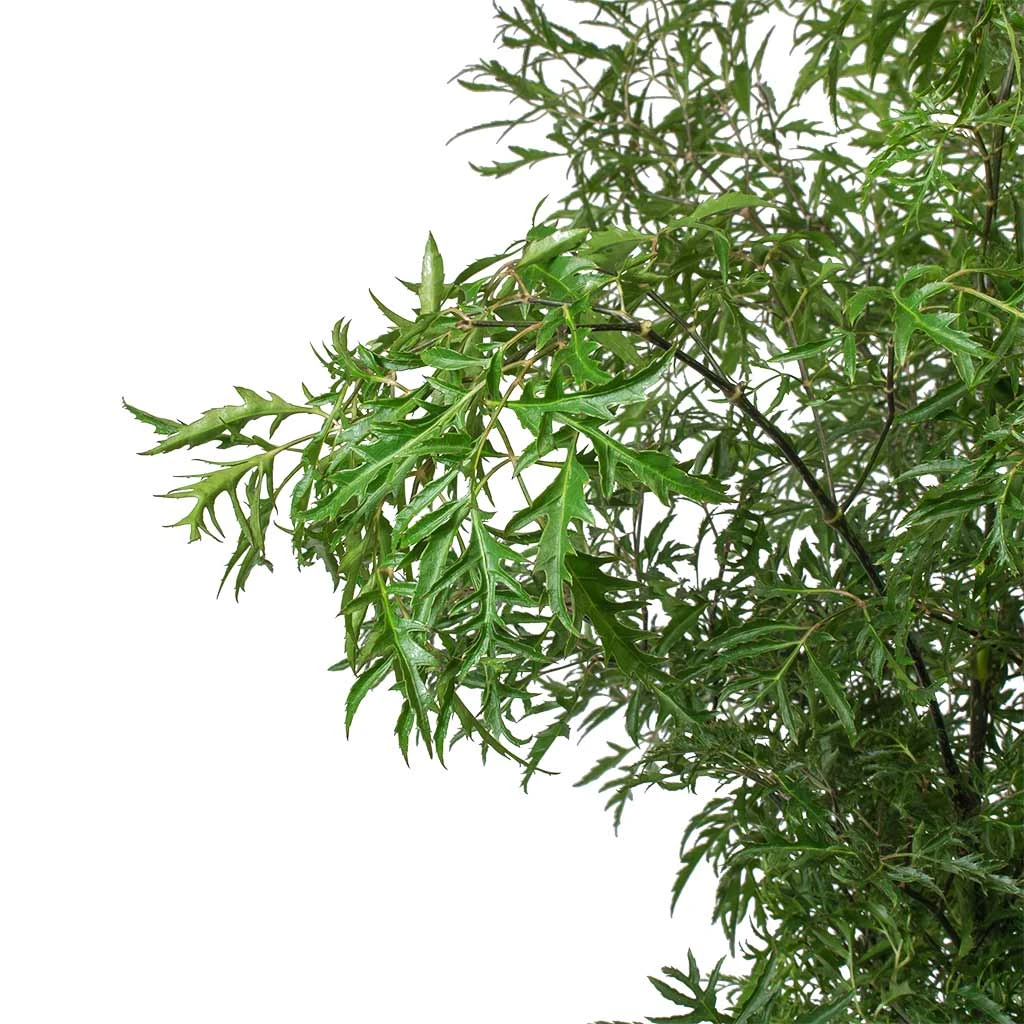 Polyscias Ming - Aralia Ming 2 Polyscias Ming - Aralia Ming - Image 2