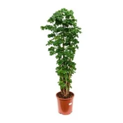 Polyscias Roble - Aralia Roble 6 Polyscias Roble - Aralia Roble -Indoor Plant Store Polyscias Roble Aralia Roble 27x100cm