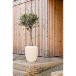 Polystone Coated Plain Coppa Planter - Natural -Indoor Plant Store Polystone Coated Plain Coppa Planter Natural Lifestyle