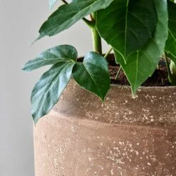 Polystone Coated Plain Coppa Planter - Rock -Indoor Plant Store Polystone Coated Plain Coppa Planter Rock 4