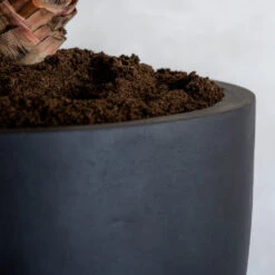 Jesslyn Natural Planter - Black 18 Jesslyn Natural Planter - Black -Indoor Plant Store ProductsJesslynNaturalPlanter Black 2