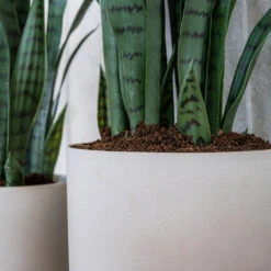 Puk Refined Planter - Natural White -Indoor Plant Store Puk Refined Planter Natural White Lifestyle 002
