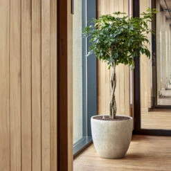 Raindrop Egg Planter - Stone -Indoor Plant Store Raindrop Couple Stone