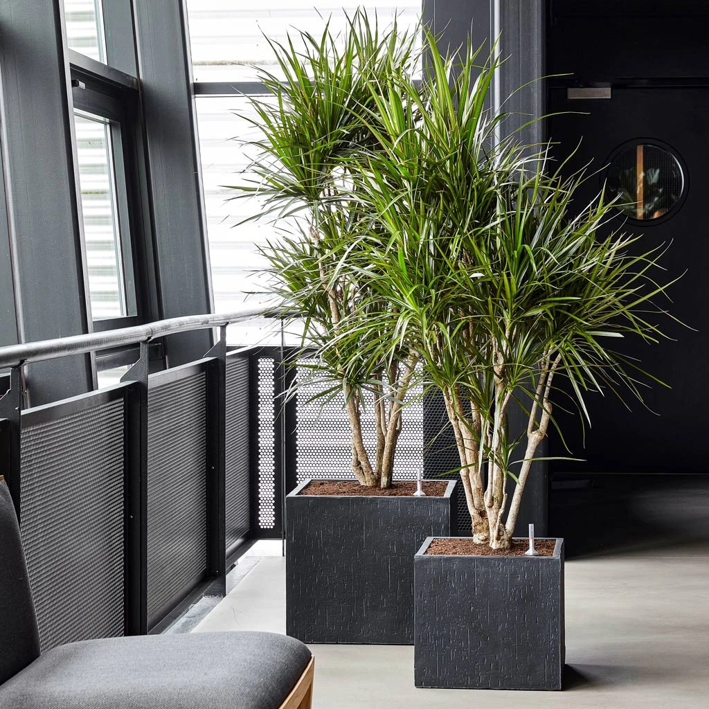 Raindrop Cube Planter - Anthracite 2 Raindrop Cube Planter - Anthracite - Image 2