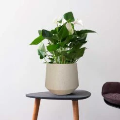 Raindrop Tube Round Planter - Stone -Indoor Plant Store Raindrop Tube Round Planter Stone Indoor Plant
