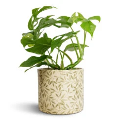 Lazzaro Plant Pot - Sage Foliage 10 Lazzaro Plant Pot - Sage Foliage -Indoor Plant Store Rhaphidophora tetrasperma Monstera minima 12x25cm Lazzaro Plant Pot Sage Foliage 15x13cm