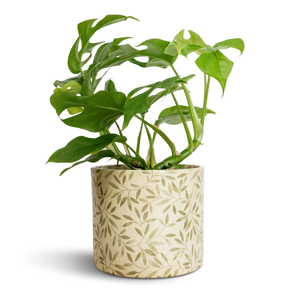 Lazzaro Plant Pot - Sage Foliage 4 Lazzaro Plant Pot - Sage Foliage - Image 4