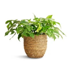 Cody Plant Pot - Straw Grass -Indoor Plant Store Rhaphidophora tetrasperma Monstera minima 15x25cm Cody Plant Pot Straw Grass 22x20cm a01898d3 36eb 4449 bfff f595c0b910e5