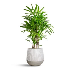 Pax Plant Pot - Ridged White Stripe 12 Pax Plant Pot - Ridged White Stripe -Indoor Plant Store Rhapis excelsa Lady Palm 27x110cm Pax Plant Pot Ridge White Stripe 40x36cm ebf3f0ed 909b 45f2 af74 d71166caff73