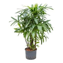 Rhapis Excelsa - Lady Palm - HydroCare -Indoor Plant Store Rhapis excelsa Lady Palm Hydroculture 25 19x120cm
