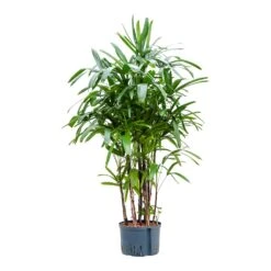 Rhapis Excelsa - Lady Palm - HydroCare -Indoor Plant Store Rhapis excelsa Lady Palm Hydroculture 28 19x150cm