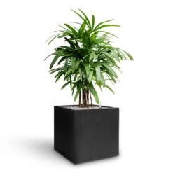 Rhapis Excelsa - Lady Palm - HydroCare -Indoor Plant Store Rhapis excelsa Lady Palm Hydroculture Grigio Cube Planter Anthracite Concrete a424559f a8f2 42b4 b0d7 5363e0a3708a