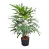 Rhapis Excelsa - Lady Palm - HydroCare