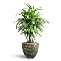 Lava Couple Relic Planter - Jade -Indoor Plant Store Rhapis excelsa Lady Palm Hydroculture Lava Couple Relic Planter Jade 9f014e34 c1a1 43f7 8e52 078ef501b2a2
