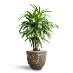Lava Couple Relic Planter - Black 19 Lava Couple Relic Planter - Black -Indoor Plant Store Rhapis excelsa Lady Palm Hydroculture Lava Couple Relic Planter Rust f0d464ad e16e 49fb b48e 3cfe3e32cfe2