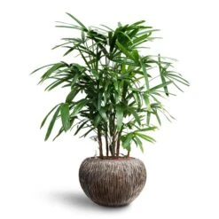 Rhapis Excelsa - Lady Palm - HydroCare -Indoor Plant Store Rhapis excelsa Lady Palm Hydroculture Luxe Lite Waterfall Globe Planter Bronze bbfc434c af63 49a5 a921 32d4359c800d