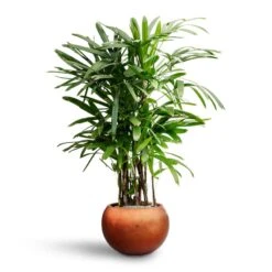 Rhapis Excelsa - Lady Palm - HydroCare -Indoor Plant Store Rhapis excelsa Lady Palm Hydroculture Metallic Couple Plant Pot Matt Copper