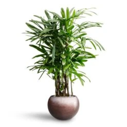 Rhapis Excelsa - Lady Palm - HydroCare -Indoor Plant Store Rhapis excelsa Lady Palm Hydroculture Metallic Globe Plant Pot Matt Coffee