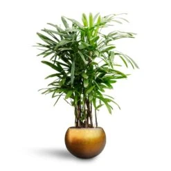 Rhapis Excelsa - Lady Palm - HydroCare -Indoor Plant Store Rhapis excelsa Lady Palm Hydroculture Metallic Globe Plant Pot Matt Honey b1928f7e 1254 4d5f 8ba1 ba7fe24b92c8