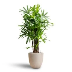 Raindrop Egg Planter - Stone -Indoor Plant Store Rhapis excelsa Lady Palm Hydroculture Raindrop Egg Planter Stone 13db1d18 32d7 454c 88e9 14583ecc5fe0
