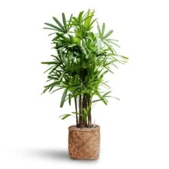 Zayn Bamboo Planter -Indoor Plant Store Rhapis excelsa Lady Palm Hydroculture Zayn Bamboo Planter e709f8fa d1f1 45c0 bd9c e201c091f57b