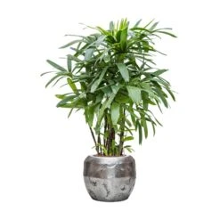 Rhapis Excelsa - Lady Palm - HydroCare -Indoor Plant Store Rhapis excelsa Lady Palm Hydroculture Opus Hammered Globe Planter Silver