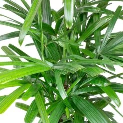Rhapis Excelsa - Lady Palm - HydroCare -Indoor Plant Store Rhapis excelsa Lady Palm Leaves 910e89e9 2650 4eee 88d4 abdf8b306550