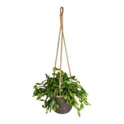 Rhipsalis Crispata - Mistletoe Cactus 12 Rhipsalis Crispata - Mistletoe Cactus -Indoor Plant Store Rhipsalis crispata Mistletoe Cactus 14x40cm Igmar Hanging Plant Basket Grey 17x14cm