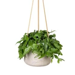 Rhipsalis Crispata - Mistletoe Cactus 10 Rhipsalis Crispata - Mistletoe Cactus -Indoor Plant Store Rhipsalis crispata Mistletoe Cactus 14x40cm Patt Hanging Plant Pot Grey Washed 20x17cm