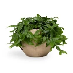 Ryan Plant Pot - Sand Gold 37 Ryan Plant Pot - Sand Gold -Indoor Plant Store Rhipsalis crispata Mistletoe Cactus 14x40cm Ryan Plant Pot Sand Gold 18x16cm 4b9f1dbb 37d2 4568 959c 0ecaef0600cf