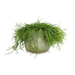 Rhipsalis Heteroclada - Mistletoe Cactus 10 Rhipsalis Heteroclada - Mistletoe Cactus -Indoor Plant Store Rhipsalis heteroclada Mistletoe Cactus 21x55cm Iris Plant Pot Mint 26x21cm